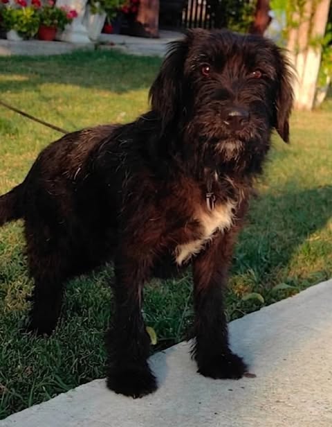 A medium-sized black dog with shaggy fur and a white chest patch stands on grass beside a concrete walkway, wearing a leash, with potted plants and part of a house entrance in the background.