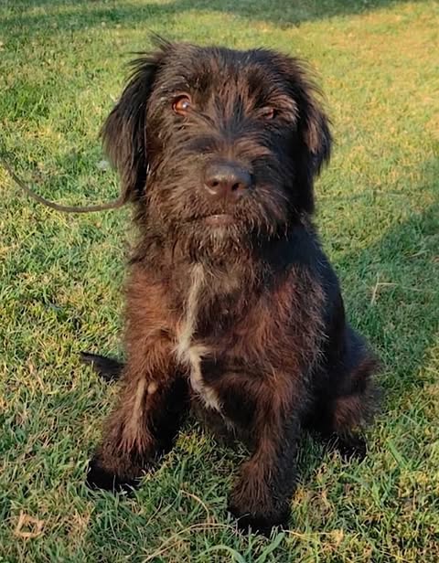 A medium-sized black dog with shaggy fur and a small white chest patch sits on green grass, wearing a leash, in natural daylight.