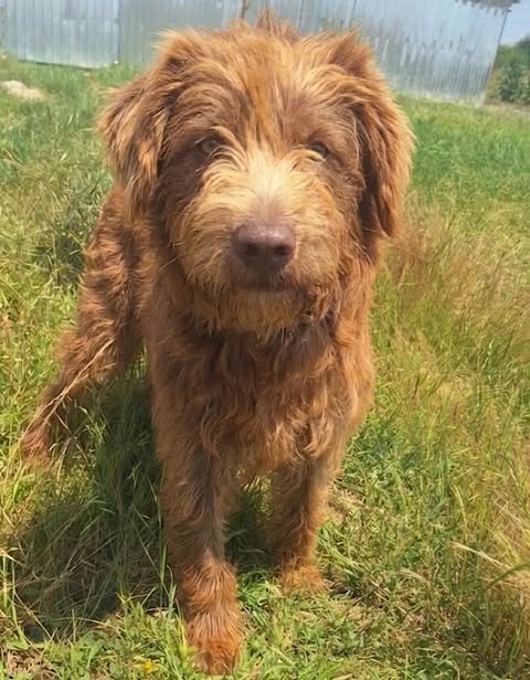A medium-sized dog with shaggy, curly brown fur stands on green grass, looking directly at the camera.