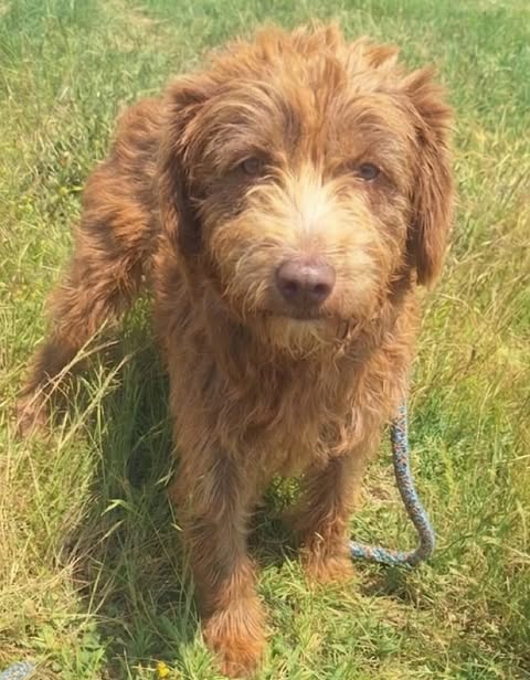 A medium-sized dog with shaggy, curly brown fur and a lighter tan muzzle stands on green grass, looking towards the camera.