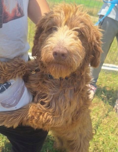 A medium-sized dog with long, wavy light-brown fur stands on its hind legs, resting its front paws on a person's arm. The dog's pinkish nose and expressive eyes are visible in the close up, and the scene is outdoors on grass.