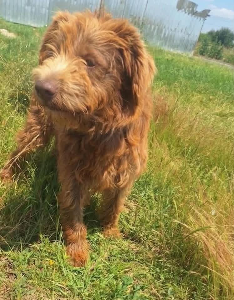 A medium-sized dog with shaggy brown fur and a lighter muzzle stands on grass, looking slightly to the side. Tall grass, a patch of dirt, and a corrugated metal fence form the outdoor background under a partly cloudy sky.