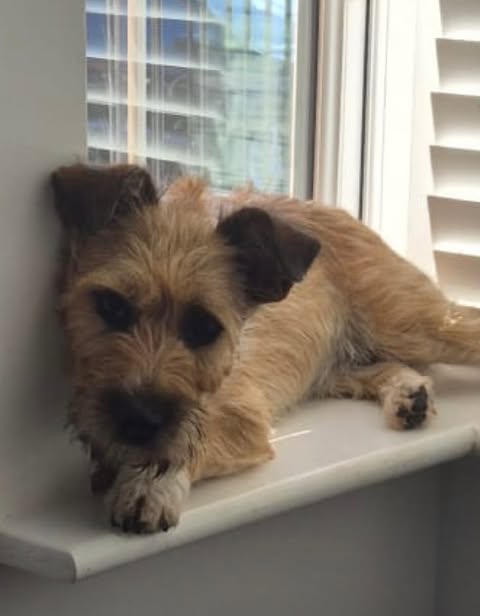 Small, scruffy light‑brown dog lying on a white windowsill, resting with its front paws stretched out as sunlight comes through partially open shutters behind it.