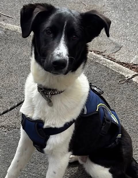 A black‑and‑white dog wearing a blue harness sits on a paved surface, looking attentively toward the camera with a white facial stripe, white chest, and front legs contrasting against the grey, cracked pavement.