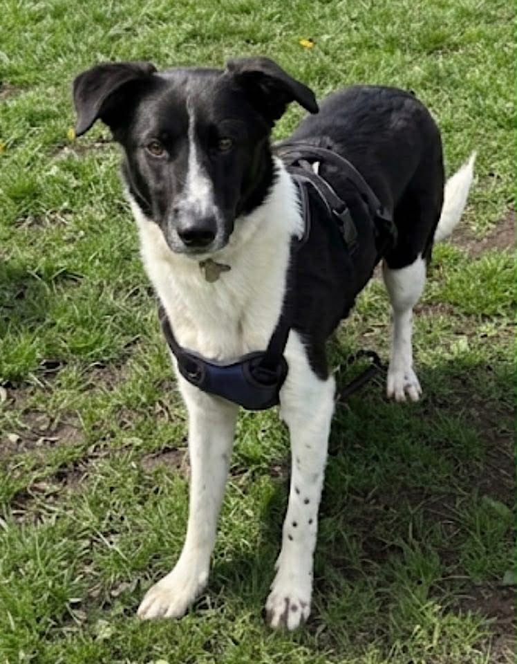 A black‑and‑white dog wearing a black harness stands alert on a grassy patch with some areas of dirt visible around it.
