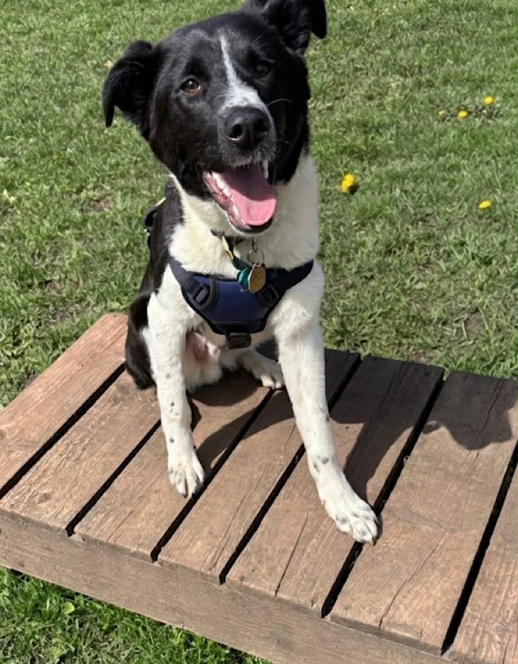 A black‑and‑white dog wearing a dark harness sits on a wooden platform outdoors, with green grass and a few yellow dandelions in the background and its mouth open as if panting.