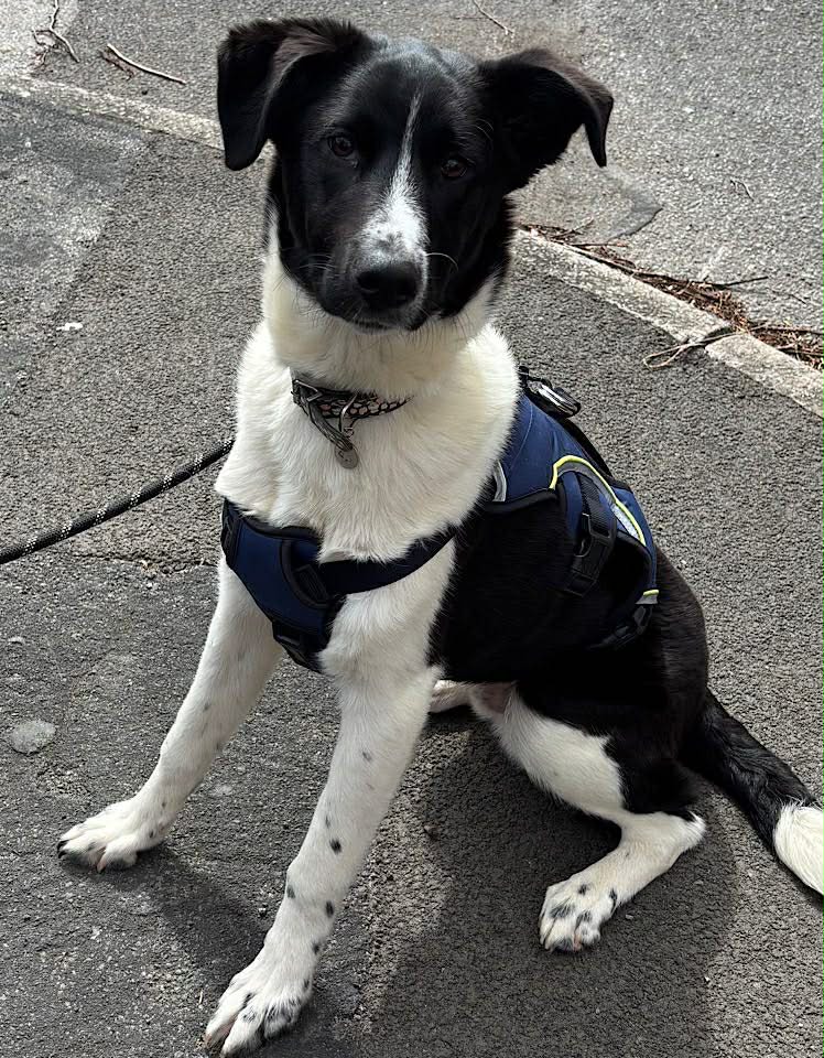 A black‑and‑white dog wearing a dark harness sits on a paved surface with a leash attached, its white‑spotted legs visible against the grey pavement and a curb in the background.