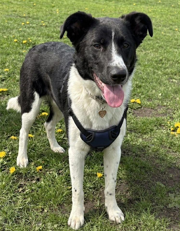 A black‑and‑white dog wearing a dark harness stands on grass dotted with yellow dandelions, its mouth open and tongue visible.