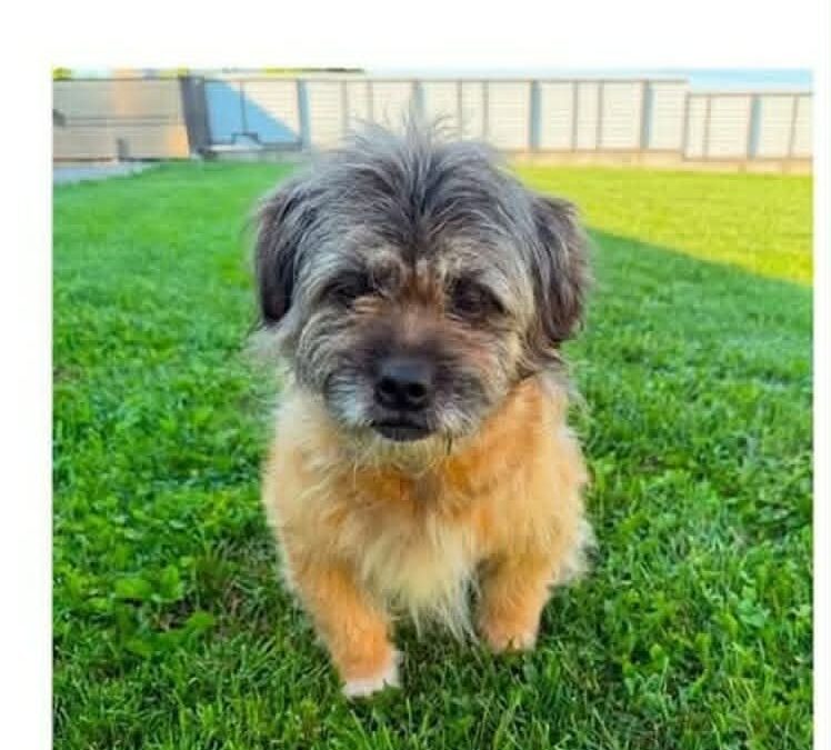 Olive: Reserved