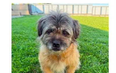 Olive: Reserved
