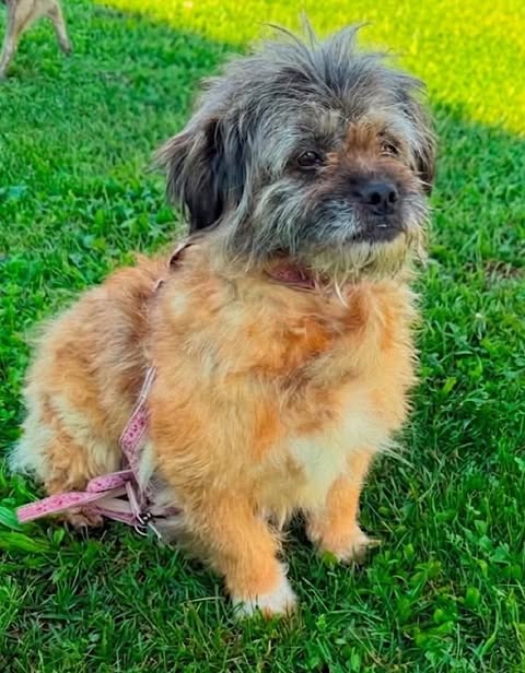 A small dog with shaggy tan‑and‑grey fur sits on green grass wearing a pink harness, looking slightly to the side. 
