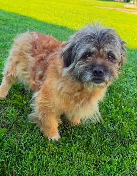 A small dog with shaggy brown‑and‑grey fur stands on green grass, looking toward the camera. Sunlit outdoor surroundings are softly blurred in the background.