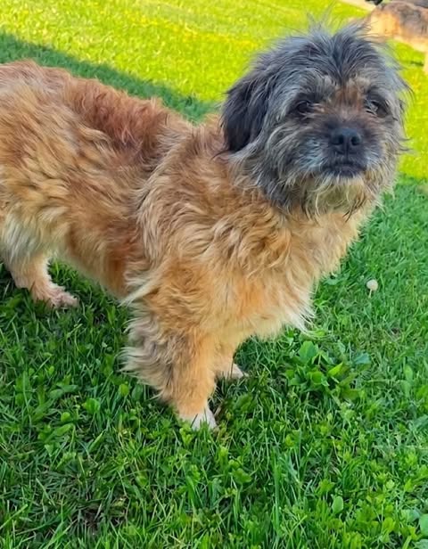 A small dog with shaggy light‑brown and grey fur stands on green grass, looking toward the camera. Sunlit patches of lawn create a soft outdoor backdrop.