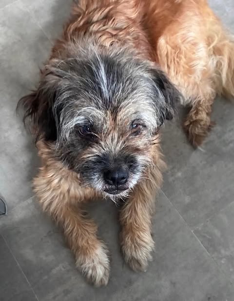 A small, scruffy dog with wiry brown, tan and grey fur lies on a light tiled floor, looking toward the camera with relaxed posture and expressive dark eyes.