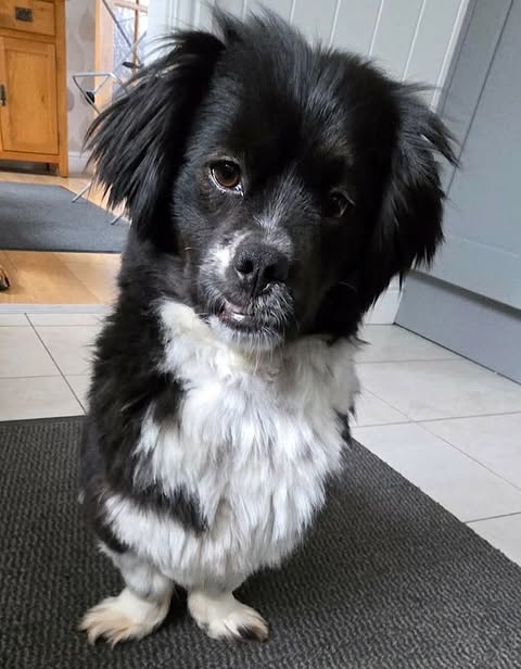 A small black-and-white dog with floppy ears stands on a dark textured mat on a tiled floor, looking up toward the camera. A wooden cabinet and part of a doorway are visible in the background.