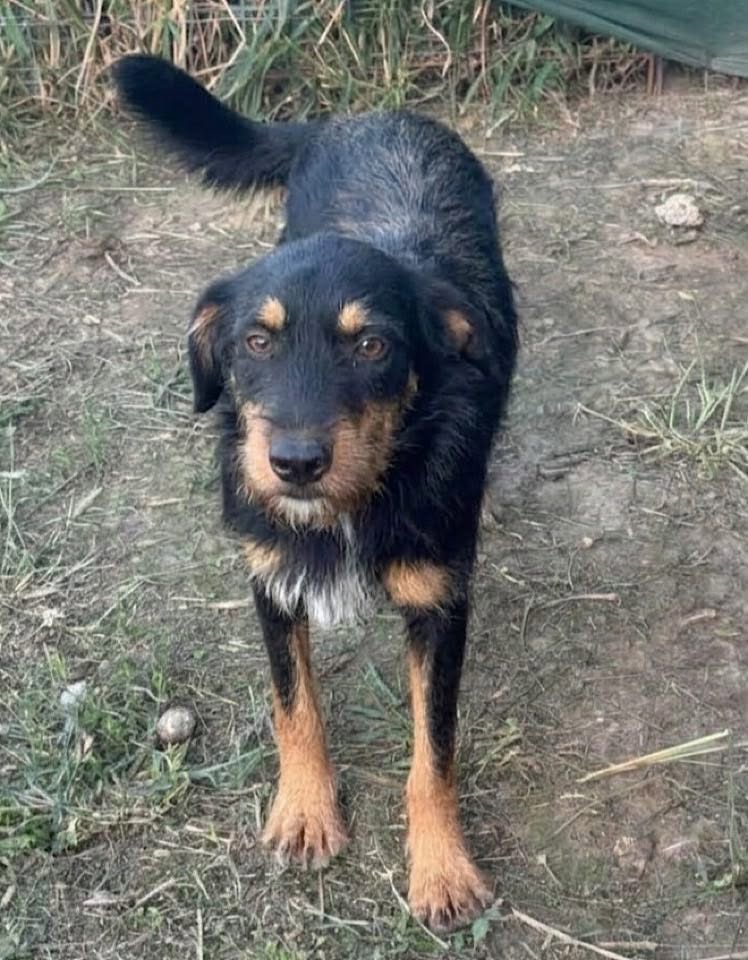 A black‑and‑brown dog stands on dirt and grass, looking toward the camera with tall grass and a green tarp in the background.
