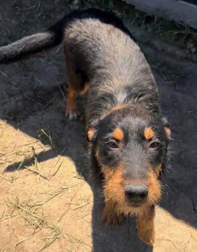 A black dog with tan markings on its face and legs stands on sunlit dirt, looking toward the camera.