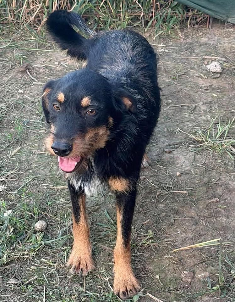 A black‑and‑tan dog stands on dirt and grass with its mouth slightly open and tail raised, looking toward the camera.