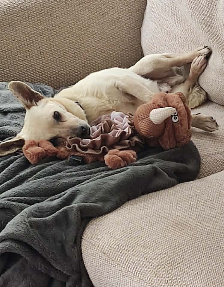 A light‑coloured dog lies on its back on a beige sofa, resting on a dark grey blanket with a brown plush triceratops toy tucked beside its head. The dog looks relaxed and comfortable, its body loosely sprawled as it lounges.