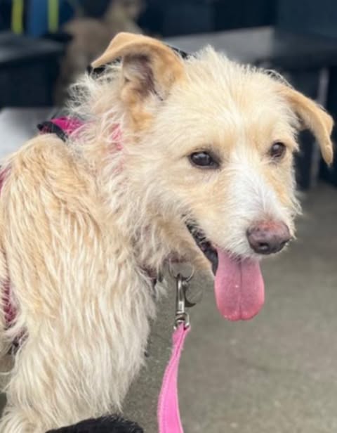 Light‑tan, medium‑sized dog with a wiry coat wearing a pink harness and leash, standing outdoors with its tongue out and one ear folded, with a bench and another dog visible in the background.