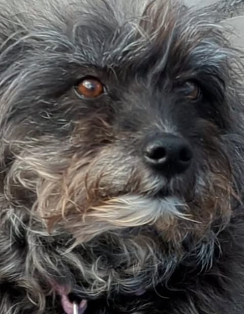 A close-up of a small dog with dark, curly fur and lighter patches around its muzzle, looking toward the camera with brown eyes. The image focuses on the dog’s face, showing detailed fur texture and a calm expression.