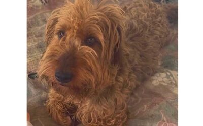 Pippy:Reserved