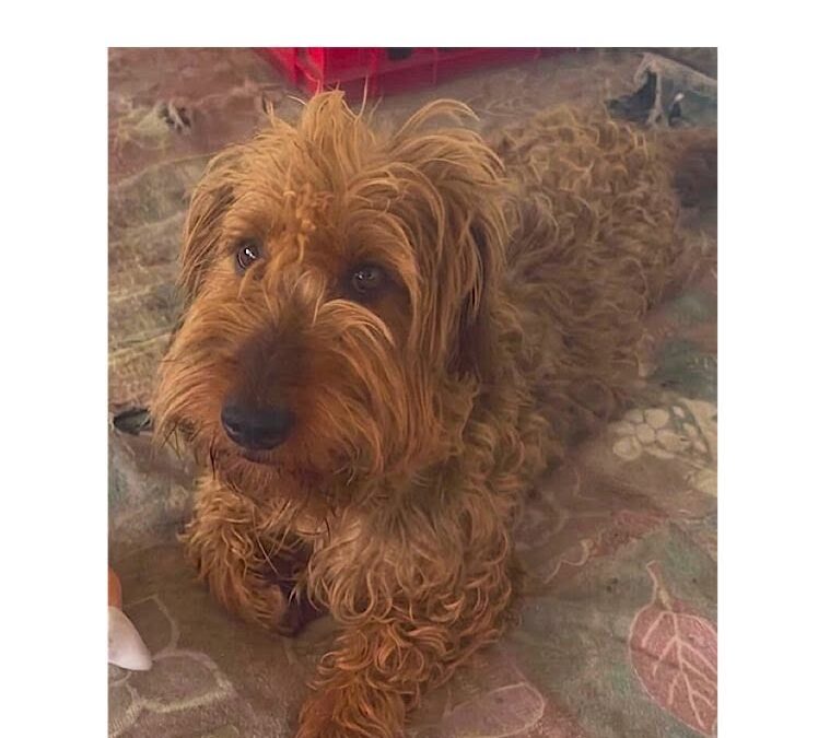 Pippy:Reserved