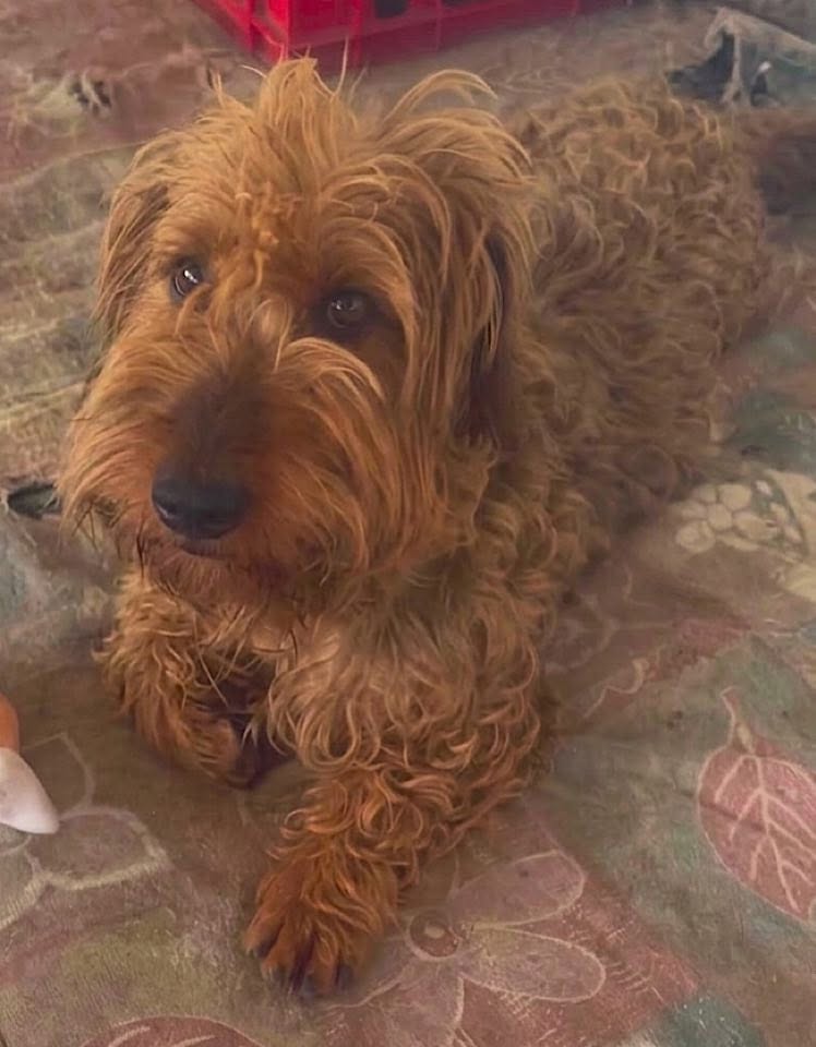 A small, long‑haired dog with light brown, curly fur lies on a patterned blanket, looking toward the camera. The dog’s face is partly framed by shaggy fur, and a red crate is visible in the background.