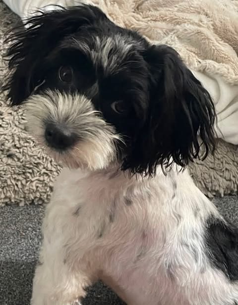 A small black‑and‑white dog with soft, wavy fur sits on a textured surface indoors, its head slightly tilted toward the camera.