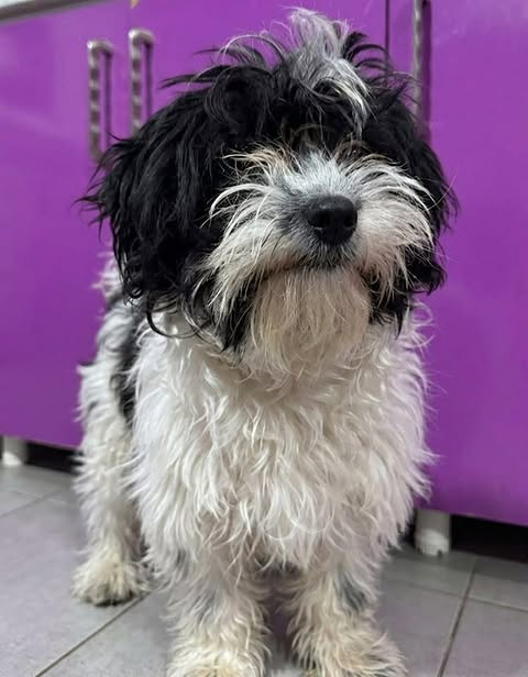 Small dog with long, curly white fur and black patches standing indoors on a tiled floor in front of purple cabinets, looking toward the camera.