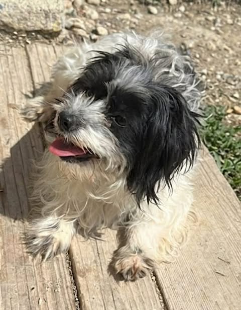 Small dog with long, wavy white fur and black patches lying on a wooden surface outdoors, tongue slightly out, with dirt and small rocks visible in the background.