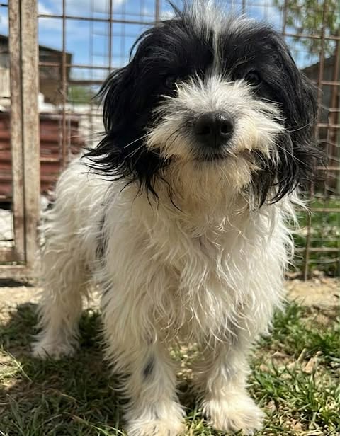 Small dog with long, wavy white fur and black patches standing on grass in front of a wire fence, looking directly at the camera.