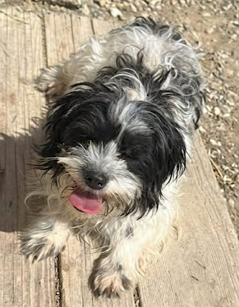 Small dog with long, curly white fur and black patches lying on a wooden surface outdoors, tongue out, with dirt and small rocks visible in the background.