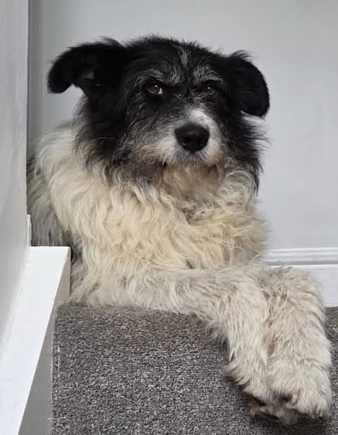 A medium‑to‑large dog with a shaggy white coat and black fur on its head rests on a carpeted stair, its front legs neatly crossed as it looks toward the camera against a plain indoor background.