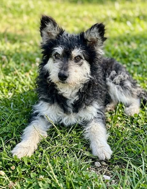 Small black‑and‑white dog with a curly coat lies on green grass in bright sunlight, ears upright and looking toward the camera in a relaxed, calm pose.