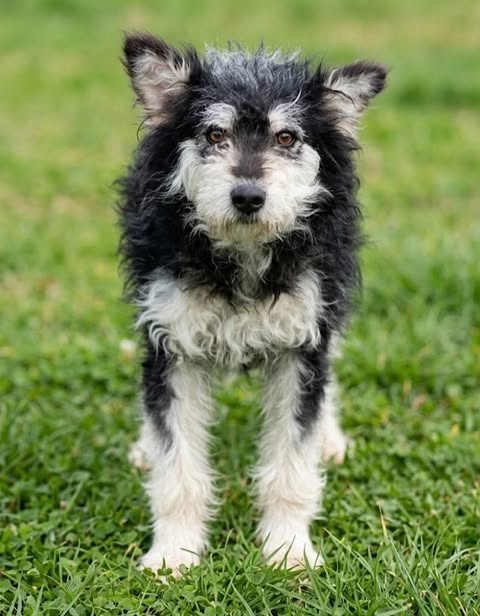 Small black‑and‑white dog with a curly coat stands on green grass, upright ears pointed forward and looking directly at the camera with an alert, attentive expression.