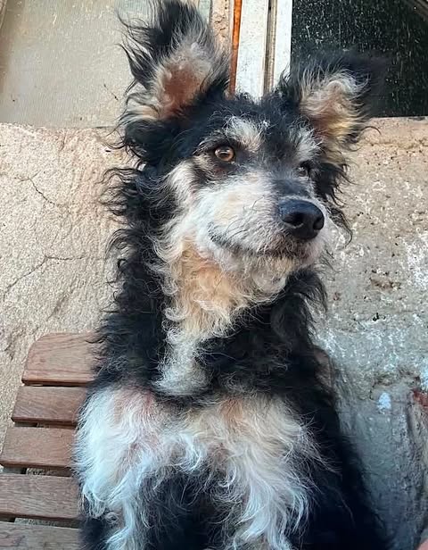 Medium‑sized black‑and‑white dog with a curly coat sits on a wooden bench, upright ears and expressive eyes looking off to the side, with a textured concrete wall and window behind.