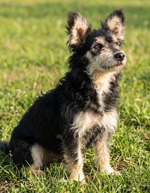 Small, wiry‑coated dog with black, white, and tan markings sits on sunlit green grass, ears upright and looking slightly to the side in an alert, attentive pose.