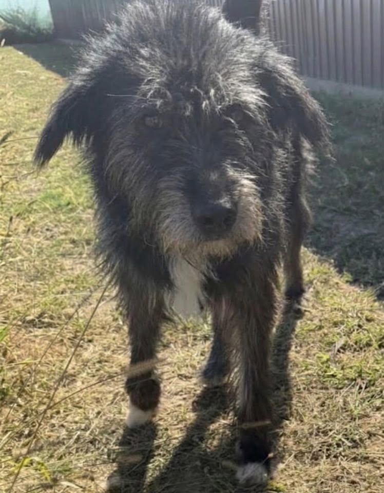 A shaggy, dark grey dog stands on sunlit grass, facing the camera with a fence and plants in the background.