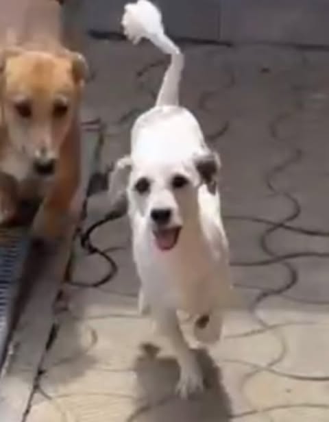 Two medium‑sized dogs walking on a paved surface; Riley, a white dog with darker patches trots toward the camera with its mouth open, while a light‑brown dog walks beside it. A metal drainage grate is visible on the left.
