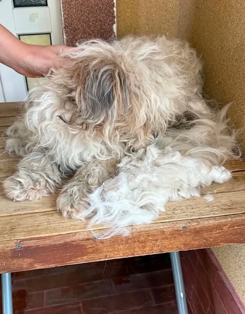 Small dog with long, matted fur sitting on a wooden table while a person’s hand gently touches its head; loose clumps of trimmed fur lie beside it in an indoor grooming area.