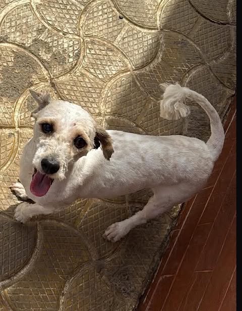 Small white dog with light‑brown patches standing on patterned circular tiles, looking up with its mouth open and tongue out in bright sunlight.
