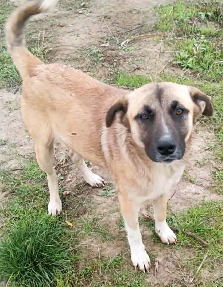 A medium‑to‑large tan dog with a dark‑muzzled face stands on grass and bare soil, looking directly at the camera. The dog has upright ears, a raised curled tail, and white markings on its lower legs and paws.