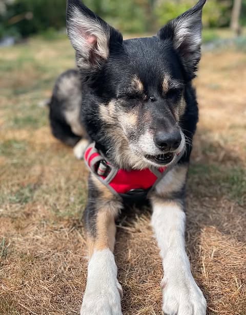 A medium-sized dog with black, tan and white fur lies on dry grass, wearing a red harness. The dog is resting with its front legs stretched forward, looking relaxed in an outdoor setting with soft greenery in the background. 