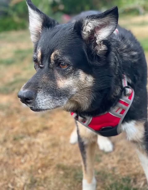 A medium‑to‑large dog with a thick black and tan coat stands on patchy grass, wearing a red and grey harness. The dog’s upright ears, brown eyes, and greying muzzle give it an alert, attentive expression in an outdoor setting with mixed dry and green vegetation.