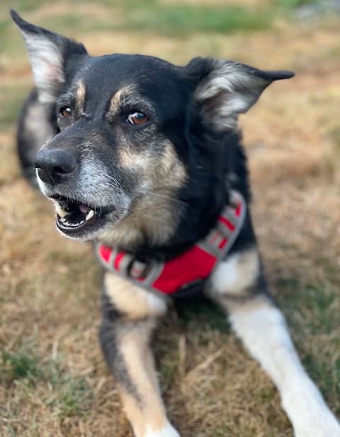 A medium‑sized dog with black and tan fur lies on dry, patchy grass, wearing a red harness with grey trim. The dog’s mouth is slightly open, showing its teeth, and it appears alert in the outdoor setting.