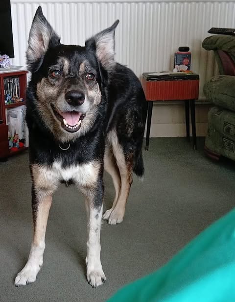 A medium‑to‑large dog with black, tan, and white markings stands on a carpeted floor indoors, wearing a red harness. The dog’s mouth is open as if panting, and the background shows a radiator, a green armchair, and shelves with household items.