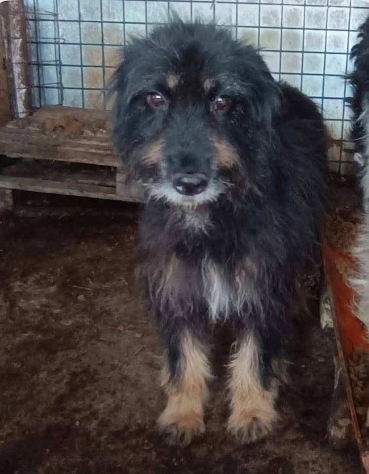 A shaggy black dog with tan markings stands on a dirt floor inside an enclosure, with a wire wall and a wooden platform behind it.
