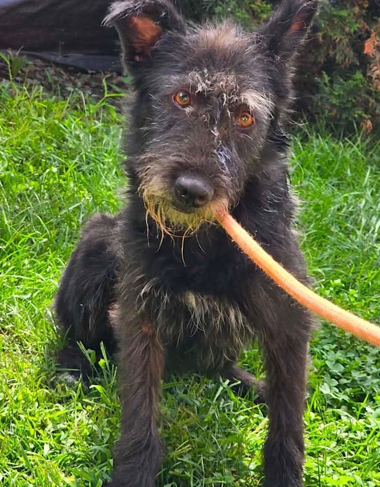 A black, medium‑haired dog sits on green grass holding an orange leash in its mouth, looking toward the camera.