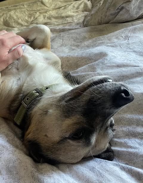 A small dog with tan, white, and black fur lies on its back on light‑coloured bedding while a person’s hand rests gently on its chest.